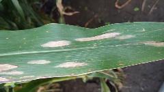 Photo of corn with tan lesions that are diseases (Northern corn leaf blight)