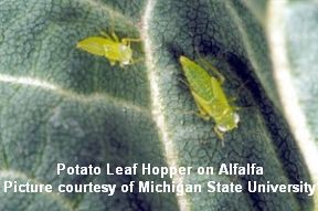 potato leaf hopper on alfalfa