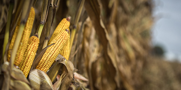 corn and soybean crop progress