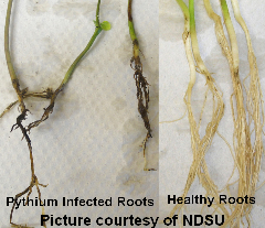 Pythium 2 cited