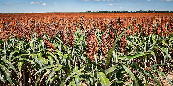 photo of sorghum crop tops