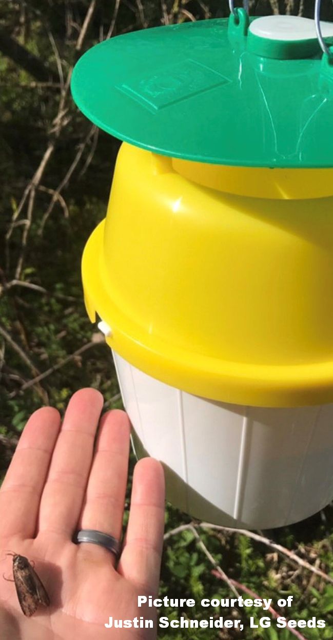 Schneider 1 Trap cited