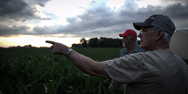 scouting corn fields