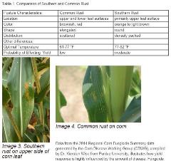 SCR vs Common Rust