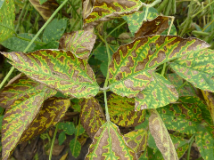 sudden death syndrome soybeans