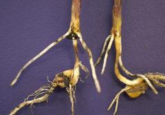 Photo of seedling blight in corn 