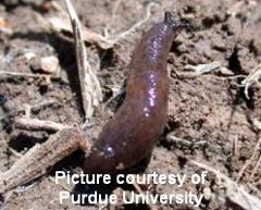 Slug in field