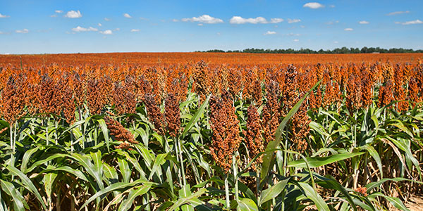 sorghum