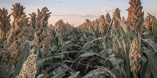 sorghum_related_resized