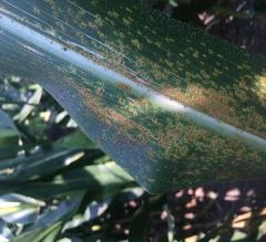 southernrust_photo