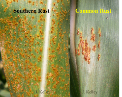 southern rust in corn