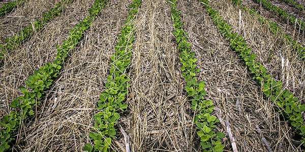 soybeans_CerealRye_Planting_600x300