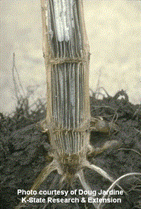 Root Rot example Root Rot Example