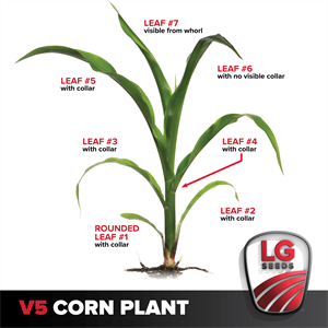 Photo of V5 corn plant labeled by LG Seeds
